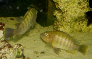 Petrochromis famula ikola
